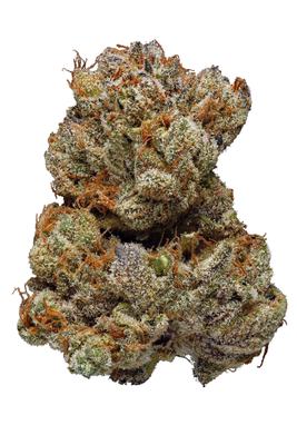 9 Pound Hammer - Indica Cannabis Strain by Hytiva 9 Pound Hammer - Indica Cannabis Strain
