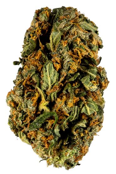 Blue Suede - Hybrid Cannabis Strain by Hytiva Blue Suede - Hybrid Cannabis Strain