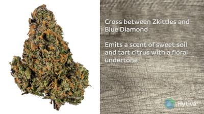 Blue Zkittles - Indica Cannabis Strain by Hytiva Blue Zkittles - Indica Strain