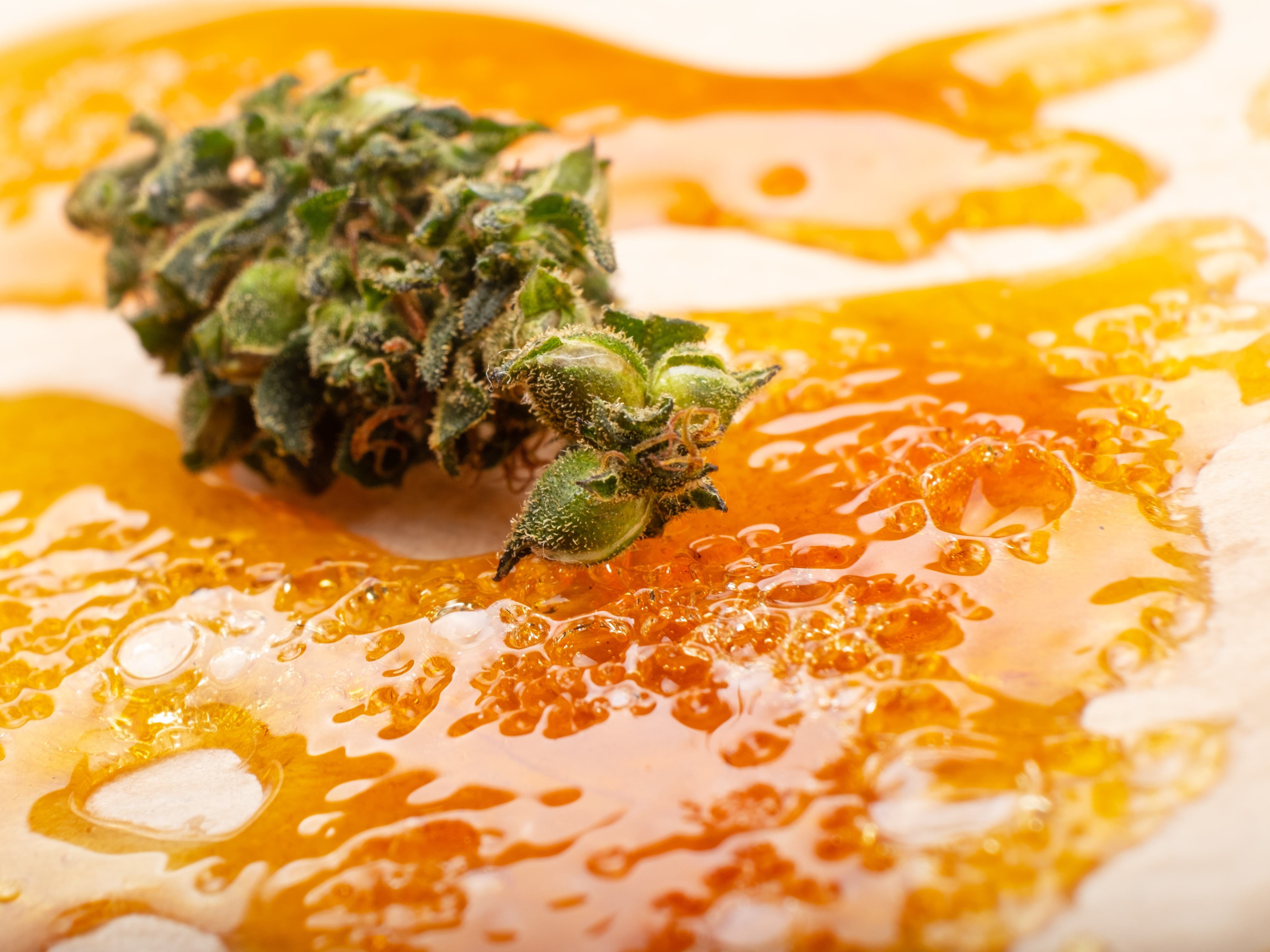 Closeup of a cannabis bud laying on top of yellow colored resin on wax paper.