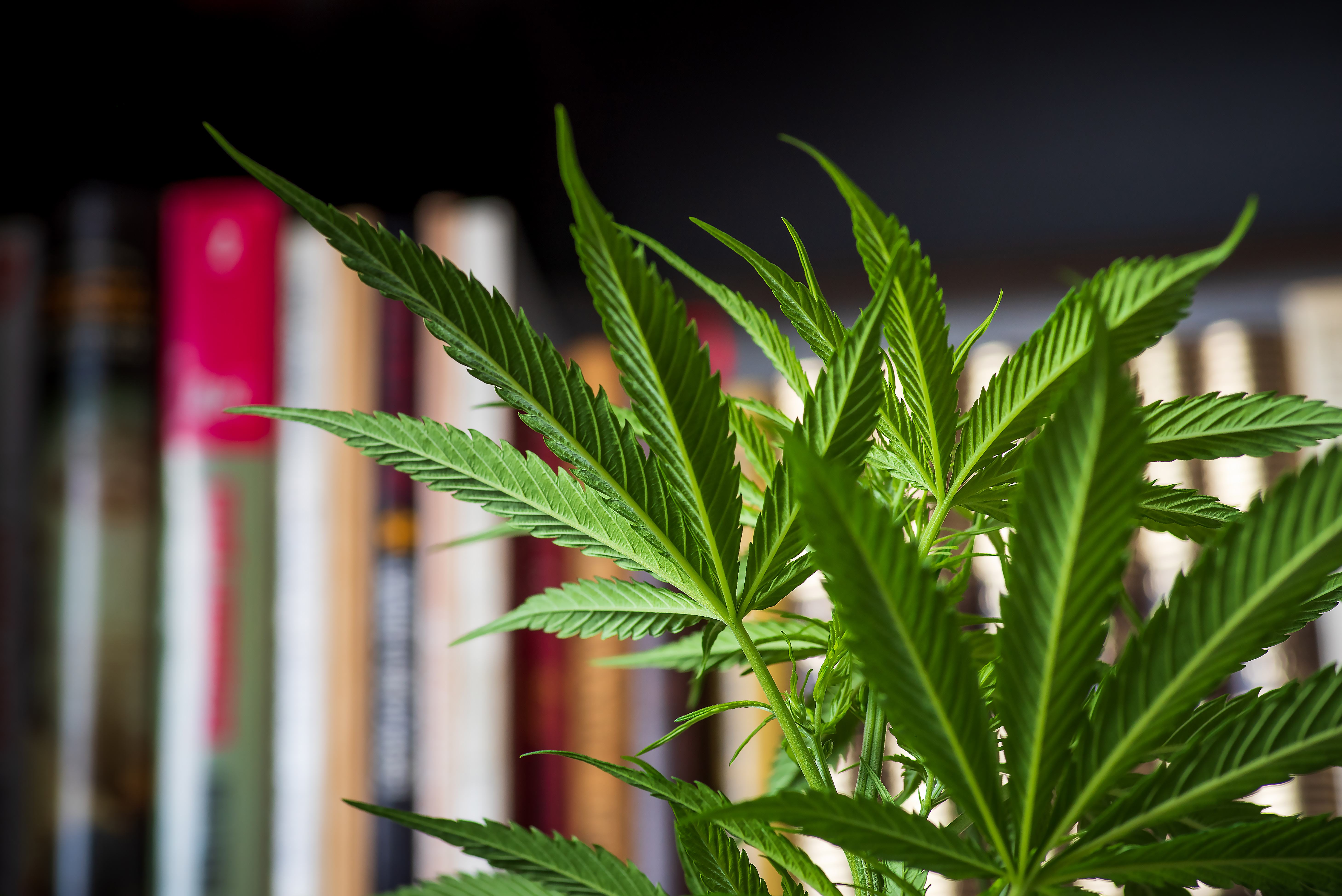 Closeup of green cannabis leaves in foreground with bookshelf with books blurry in background.