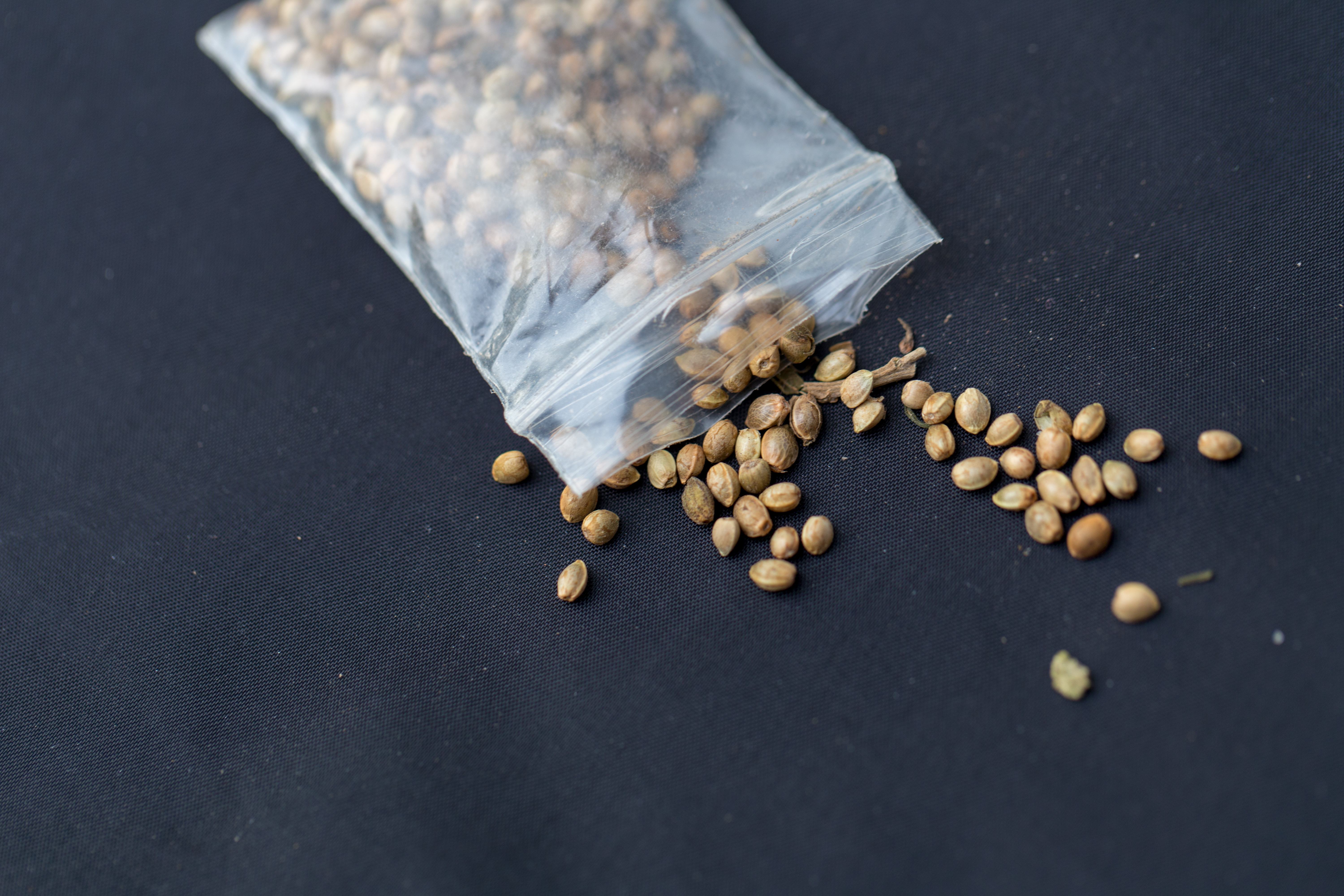How to Select Quality Cannabis Seeds