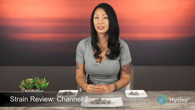 Channel 2 - Hybrid Cannabis Strain by Hytiva Channel 2 - Hybrid Strain
