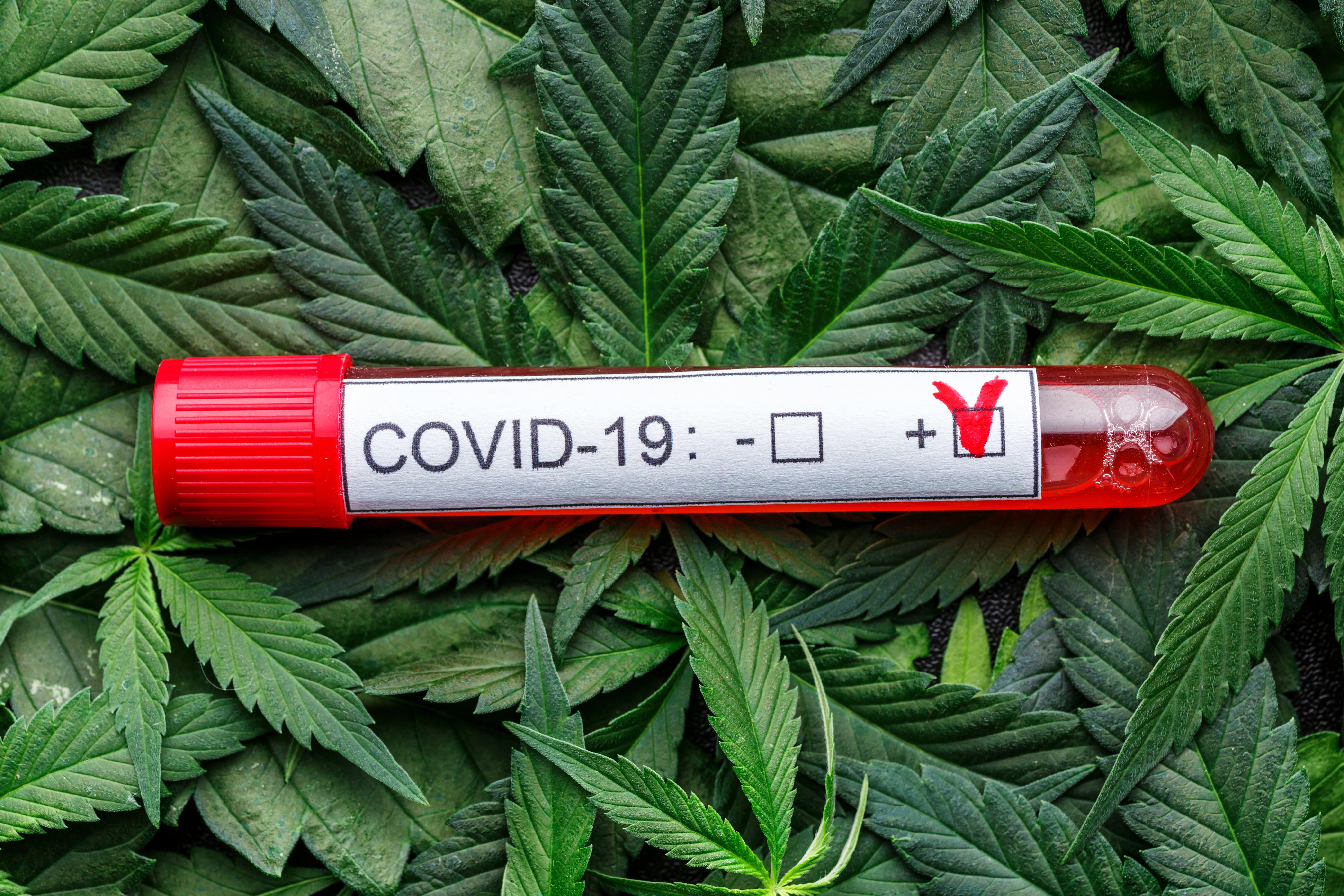 Could Cannabis Treat COVID?