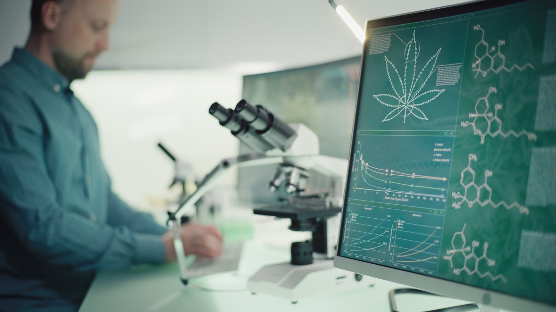 Lab technician working at desk, with microscope and computer monitor to his right side. The monitor screen displays cannabis plant data.