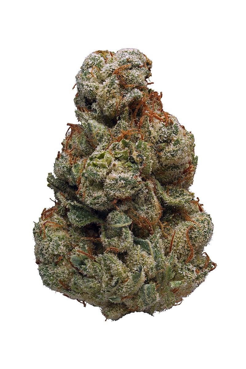 Dutch Treat - Hybrid Cannabis Strain