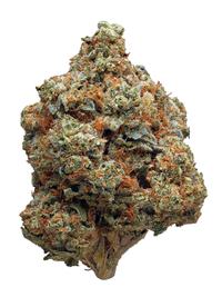 Fire OG - Hybrid Cannabis Strain by Hytiva Fire OG - Hybrid Cannabis Strain