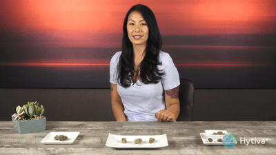 Golden Ticket - Hybrid Cannabis Strain by Hytiva Golden Ticket - Hybrid Strain
