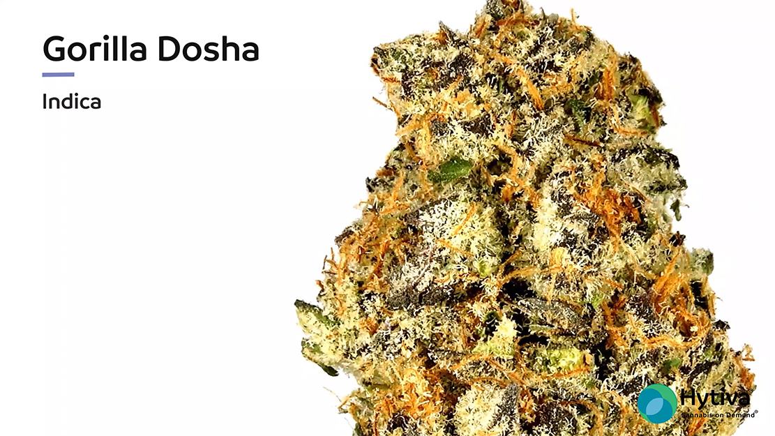 Vídeo de avaliação de estirpe: Gorilla Dosha