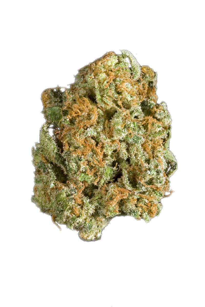 Hashplant Haze - Sativa Cannabis Strain