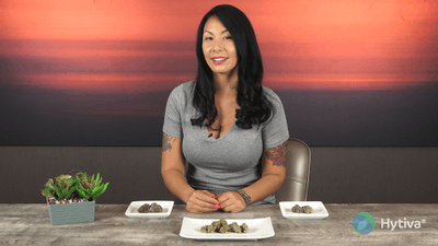 Head Cheese - Hybrid Cannabis Strain by Hytiva Head Cheese - Hybrid Strain