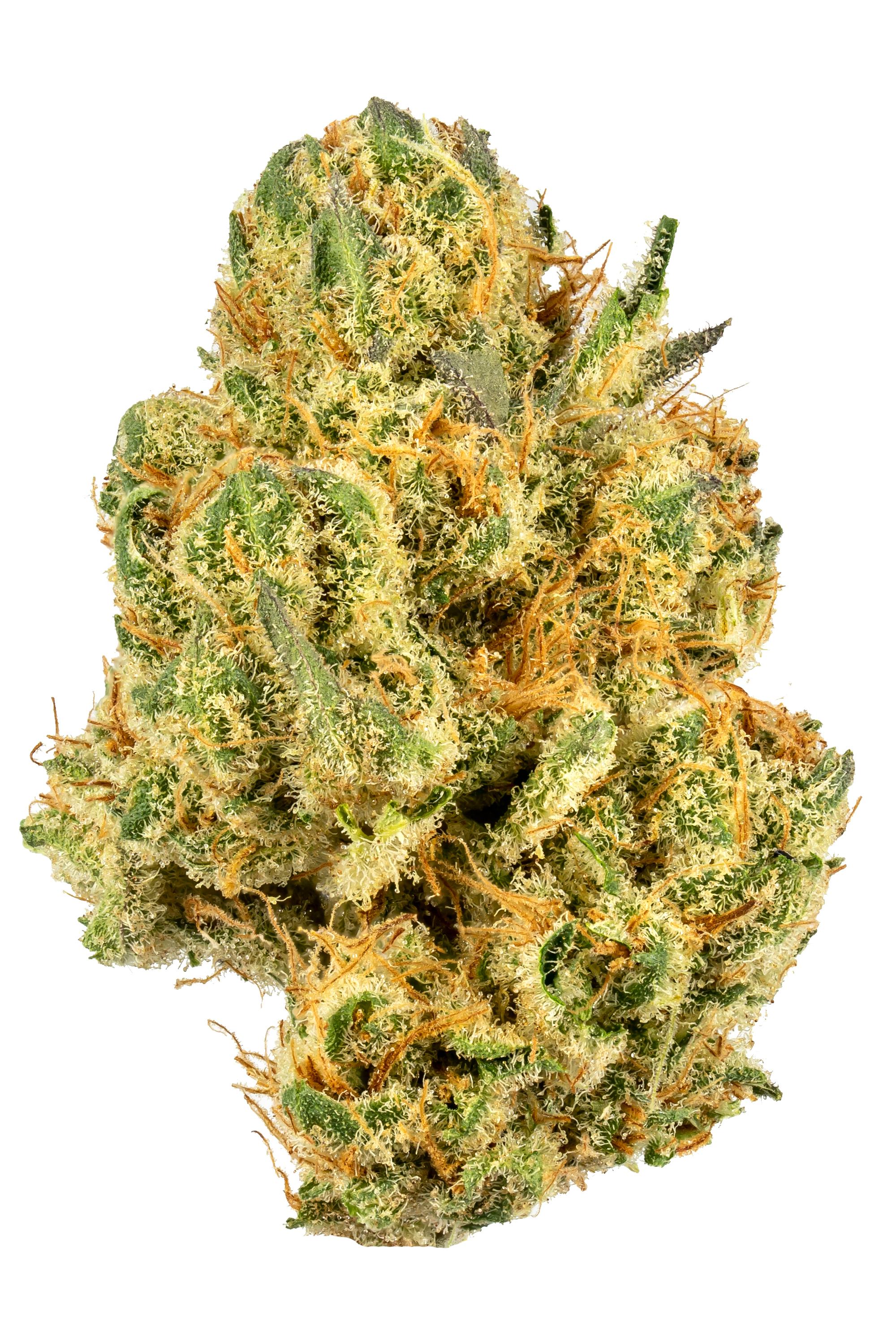 Jungle Cheese - Hybrid Cannabis Strain