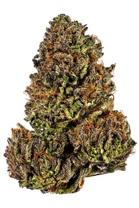 King Banner - Hybrid Cannabis Strain by Hytiva King Banner - Hybrid Cannabis Strain