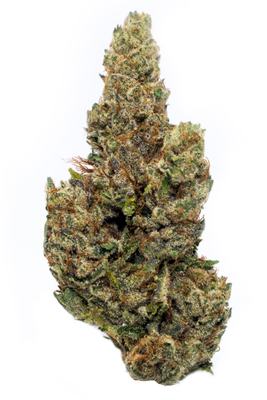 King Tut - Sativa Cannabis Strain by Hytiva King Tut - Sativa Cannabis Strain
