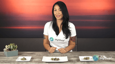 Lemon Head - Hybrid Cannabis Strain by Hytiva Lemon Head - Hybrid Strain