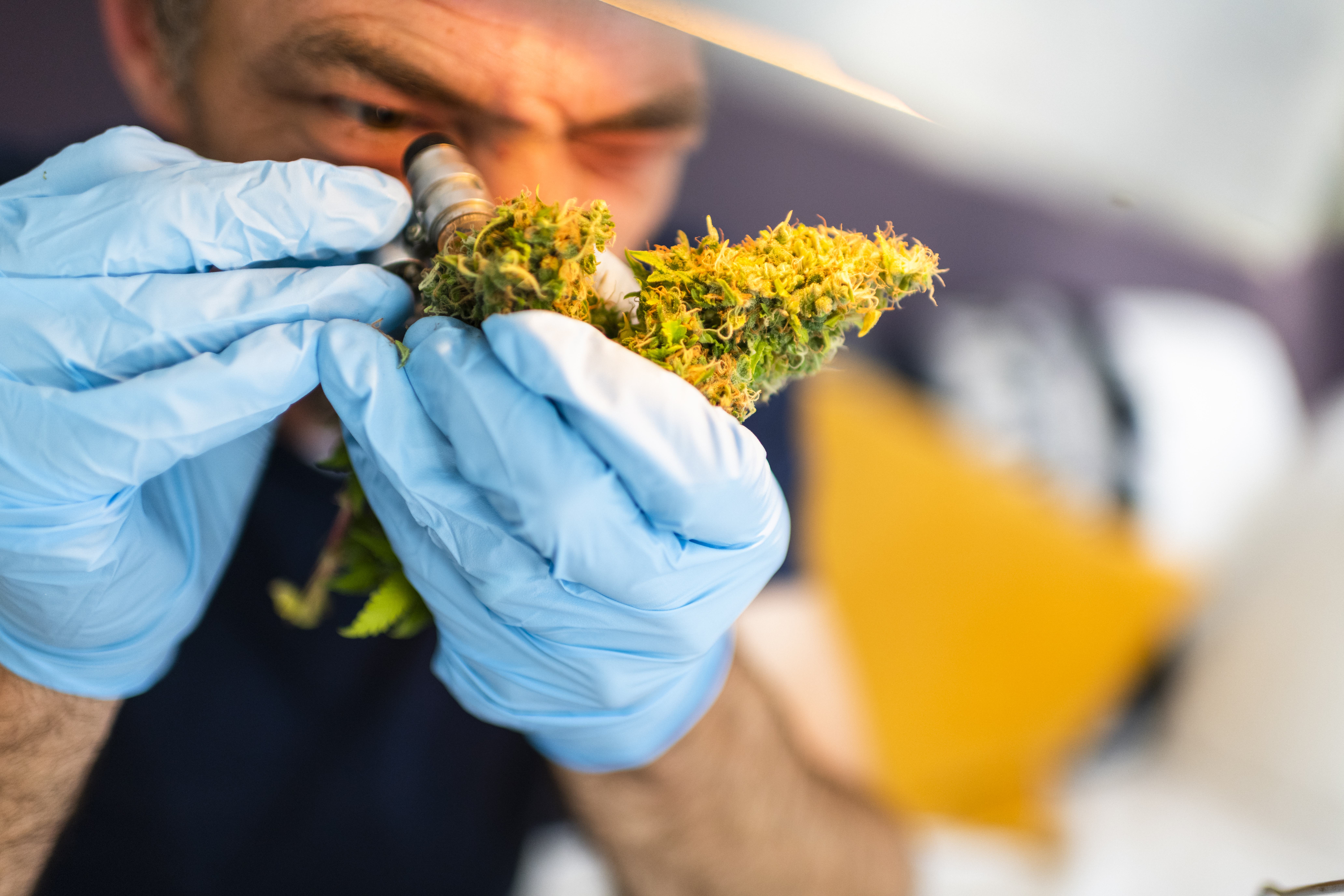 A man with gloves on uses a magnifine glass to inspect a cannabis bud.