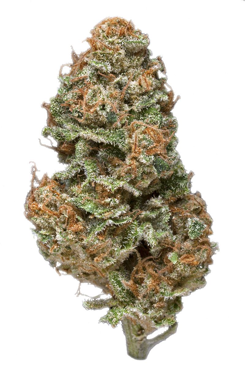 Mango Haze - Sativa Cannabis Strain