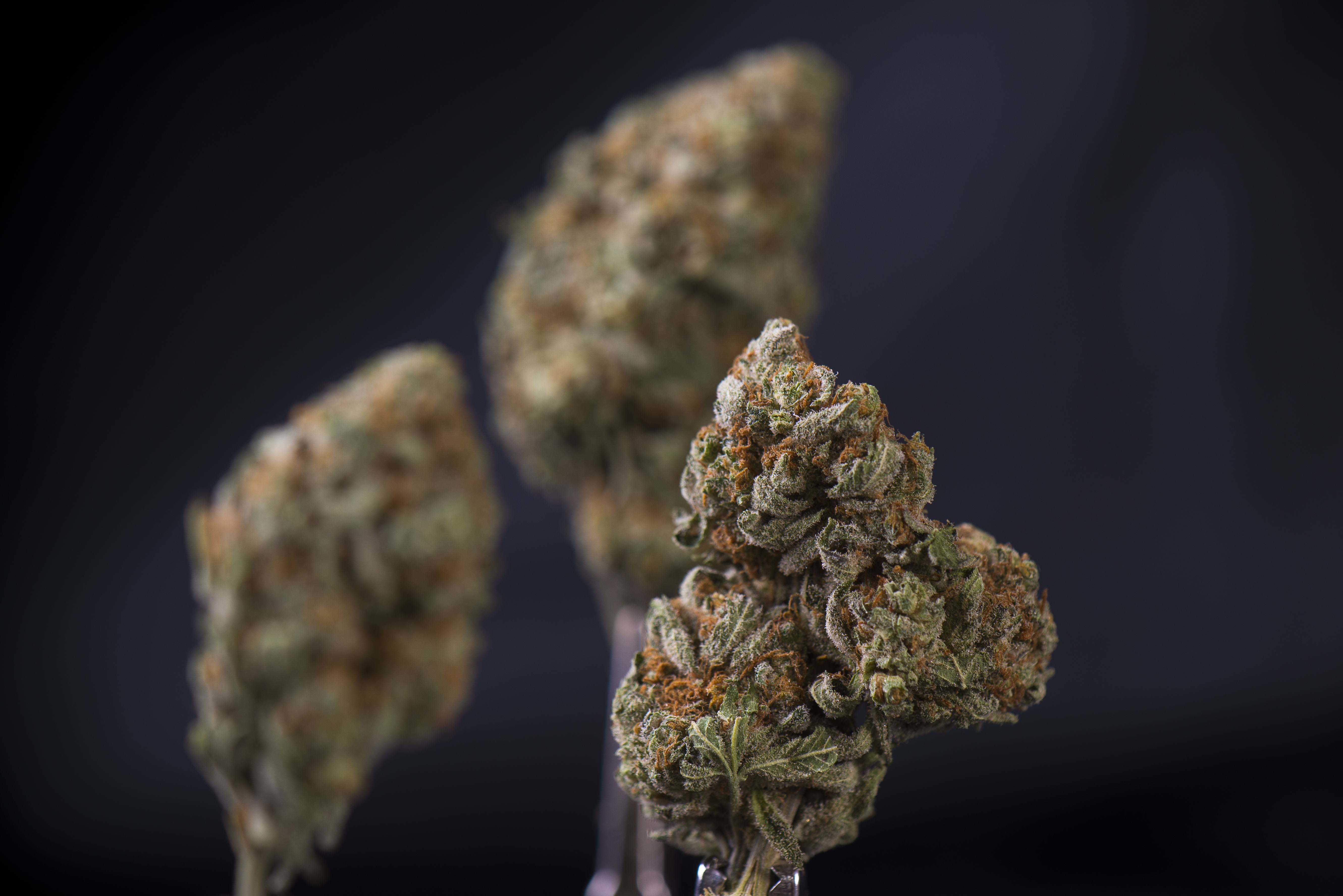 Marijuana buds are held by tweezers with one in focus bottom right and the other two other buds out of focus behind it on a dark background.