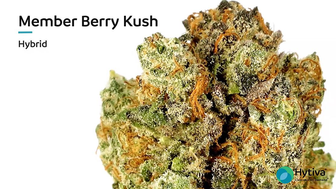 Strain Review Video: Member Berry Kush