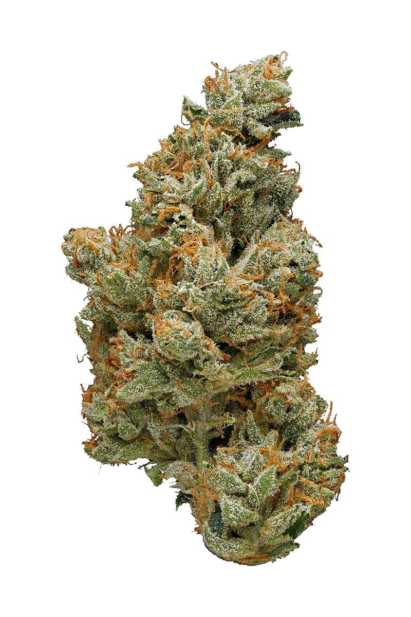 Mother Lode OG - Hybrid Cannabis Strain