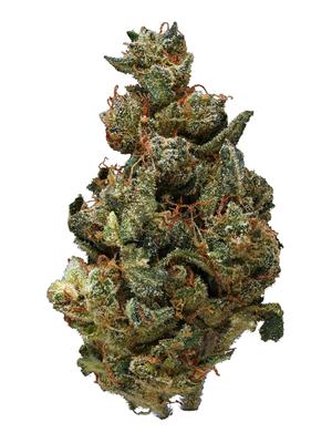NYC Diesel - Hybrid Cannabis Strain by Hytiva NYC Diesel - Hybrid Cannabis Strain