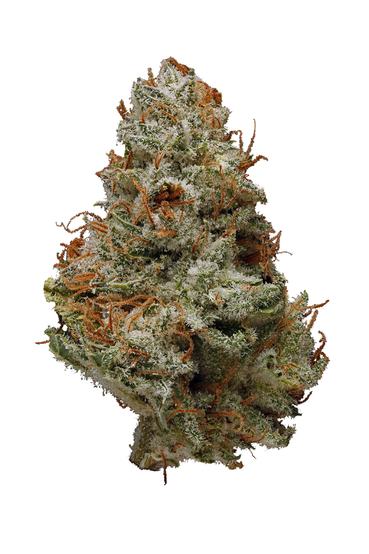 OG Skunk - Hybrid Cannabis Strain by Hytiva OG Skunk - Hybrid Cannabis Strain