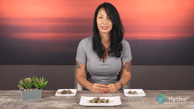 Orange Cookies - Hybrid Cannabis Strain by Hytiva Orange Cookies - Hybrid Strain