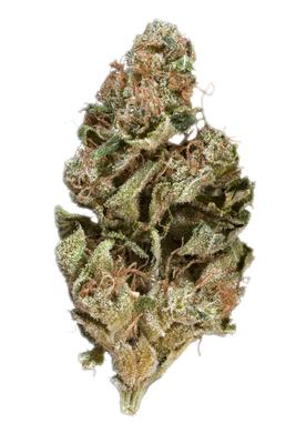 Primus - Indica Cannabis Strain by Hytiva Primus - Indica Cannabis Strain