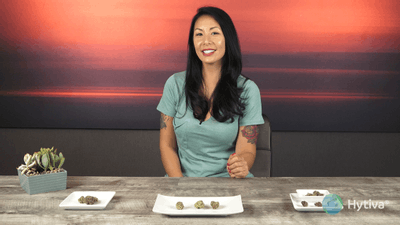 Sherbert - Hybrid Cannabis Strain by Hytiva Sherbert - Hybrid Strain