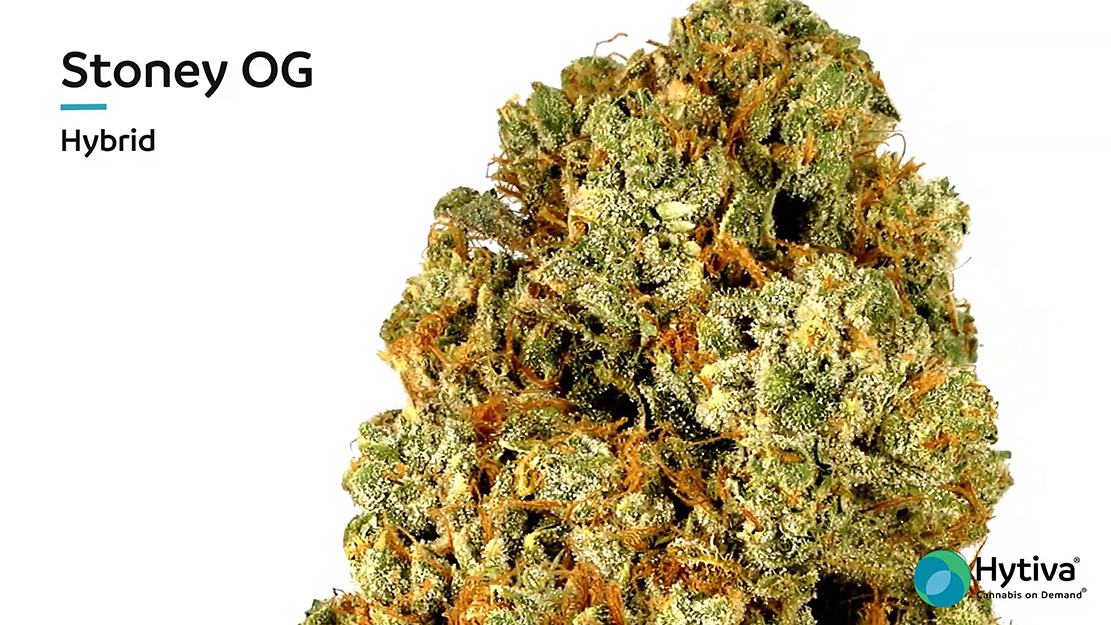 Strain review video: Stoney OG