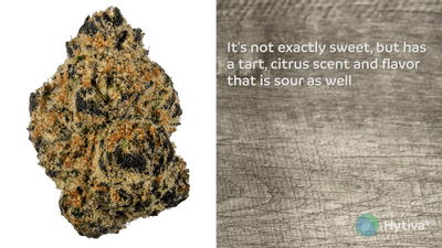 Sunny D - Hybrid Cannabis Strain by Hytiva Sunny D - Hybrid Strain