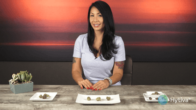 Tangie - Sativa Cannabis Strain by Hytiva Tangie - Sativa Strain