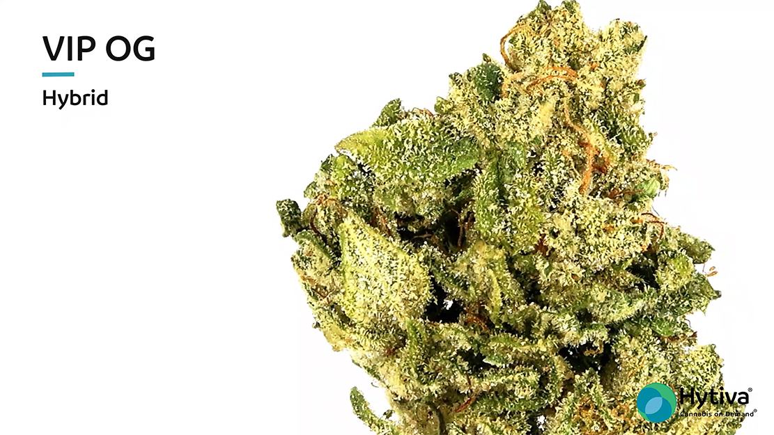 Strain review video: VIP OG