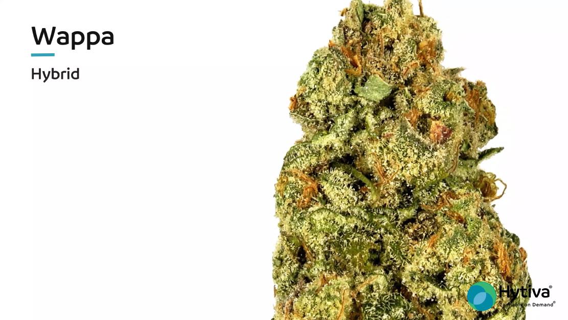 Strain Review Video: Wappa