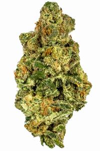 Wappa - Hybrid Cannabis Strain by Hytiva Wappa - Hybrid Cannabis Strain