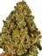 1991 OG Hybrid Cannabis Strain Thumbnail