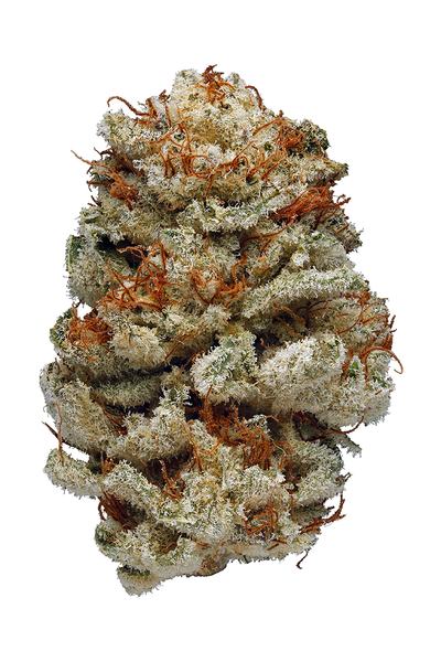 2010 - Híbrida Cannabis Strain