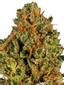 3 Pac Hybrid Cannabis Strain Thumbnail