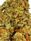 40 Winks Hybrid Cannabis Strain Thumbnail