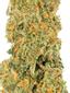 9 Pound Blueberry Hybrid Cannabis Strain Thumbnail