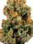 9 Pound Hammer Hybrid Cannabis Strain Thumbnail