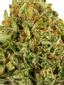 91 Chem VA Skunk Hybrid Cannabis Strain Thumbnail