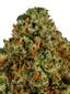 91 Sister Hybrid Cannabis Strain Thumbnail