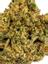 91 Tahoe Indica Cannabis Strain Thumbnail