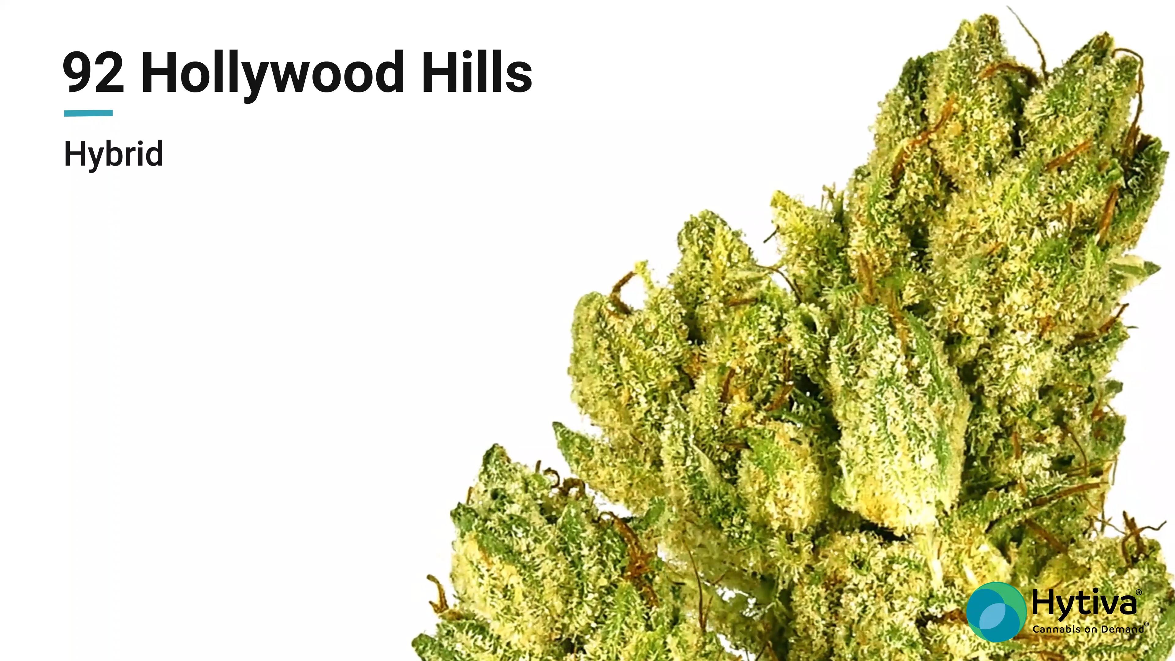 92 Hollywood Hills - Hybrid Strain