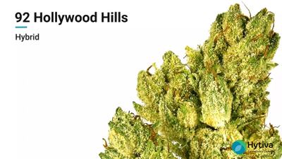 92 Hollywood Hills - Hybrid Strain