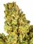 92 Hollywood Hills Hybrid Cannabis Strain Thumbnail