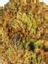Abeddon Hybrid Cannabis Strain Thumbnail