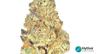 All Time High - Hybrid Cannabis Strain