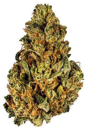 Alpha Dawg - Hybrid Cannabis Strain